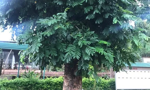 Giá mà cây biết nói?