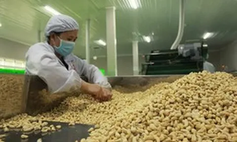 Ngành điều: Gỡ vướng nguyên liệu, làm tròn thương hiệu