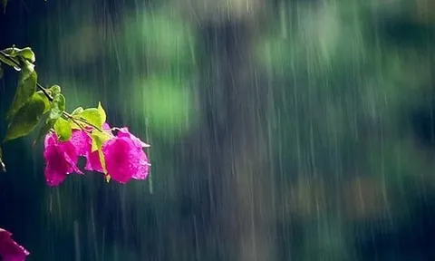 Mưa mùa hạ