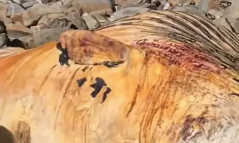 Đi dạo biển, người dân thấy cảnh tượng "nổi da gà" liền kéo đến xem