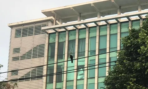 Bồ câu trên phố