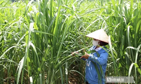 Để nông sản quê nhà “xuất ngoại”, nhà nông phải thay đổi