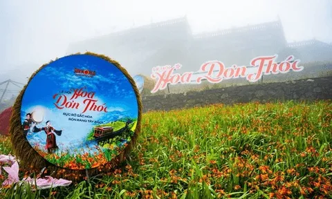 Choáng ngợp thảm hoa dơn thóc trên đỉnh Fansipan
