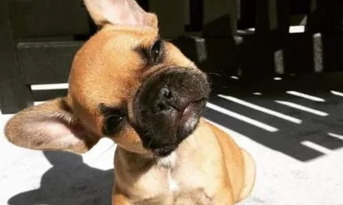 Vì sao chó hay nghiêng đầu khi nghe chủ gọi? Bí mật thú vị phía sau