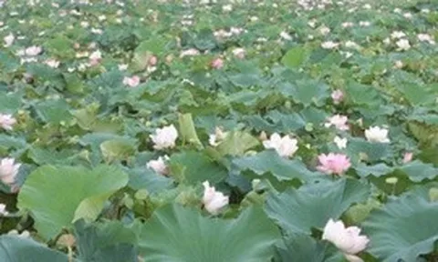 Nâng cao giá trị cây sen, mở hướng phát triển nông nghiệp đa giá trị