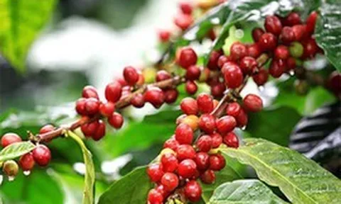 Nông sản Việt cần sớm thích ứng với quy định chống mất rừng của Vương quốc Anh