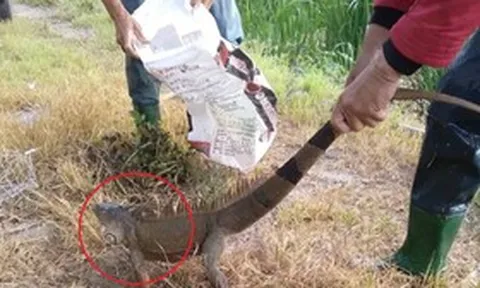 Đang cuốc ruộng, người dân phát hiện cảnh tưởng "nổi da gà" trong bụi cây
