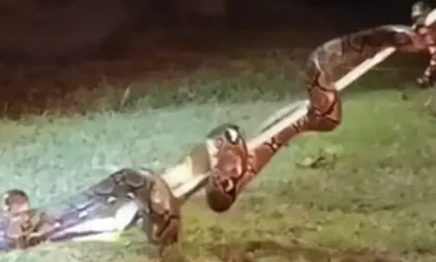 Bắt sống trăn "khủng" chui vào xe khách giữa đêm