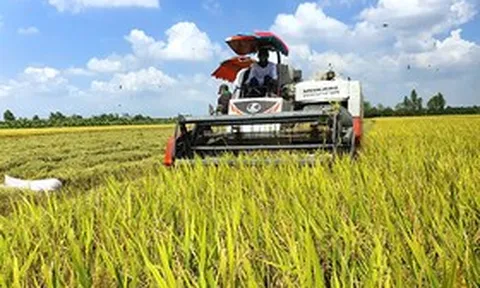 Sắp diễn ra festival quốc tế đặc biệt, 25.000 chậu lúa sẽ được trưng bày