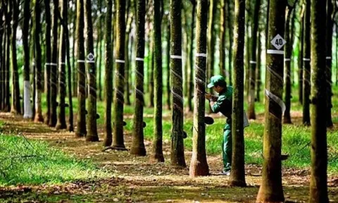 Cao su Phước Hòa hoàn tất phát hành gần 108,4 triệu cổ phiếu