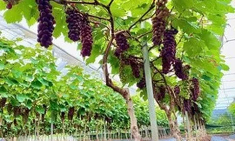 Đẩy mạnh kinh tế hợp tác và trang trại, tạo bệ phóng cho nông nghiệp hiện đại