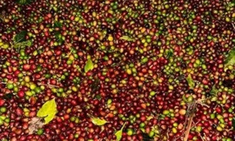 Chuyển từ 'tuân thủ' sang 'dẫn dắt': Lời giải cho nông, lâm sản Việt Nam trên bản đồ giá trị toàn cầu