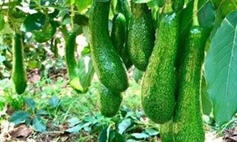 Xuất khẩu nông nghiệp 9 tháng: Chuyển từ lợi thế sản lượng sang giá trị