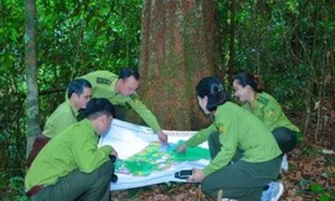 Phục hồi rừng sau khai khoáng: Mở cơ hội tham gia thị trường carbon