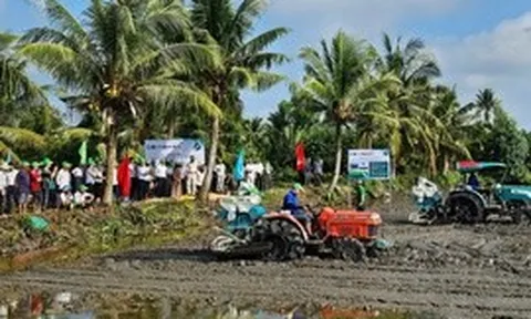Cà Mau: Từ lợi thế 'thuận thiên' đến thương hiệu 'Lúa thơm - tôm sạch'