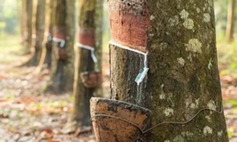 THỊ TRƯỜNG HÀNG HÓA: Giá cao su lập đỉnh 13 năm