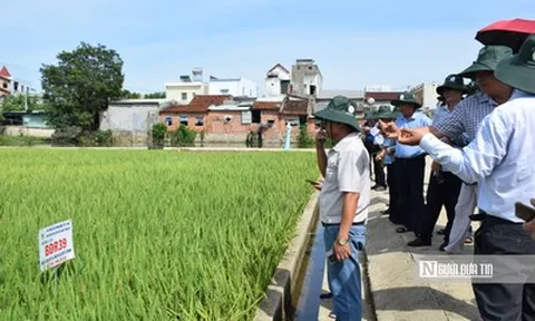 Nông dân thuộc hộ nghèo, cận nghèo có thể được hỗ trợ tới 95% phí bảo hiểm nông nghiệp