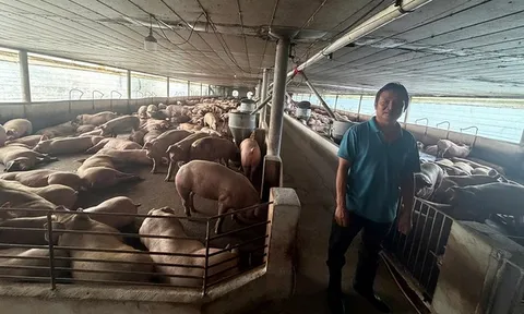 Triệt phá đường dây đưa hơn 10.000 tấn heo sử dụng chất cấm ra thị trường