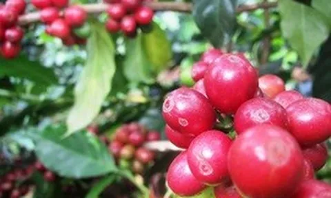 Chuyển đổi canh tác bền vững: Bước ngoặt của cà phê Tây Bắc