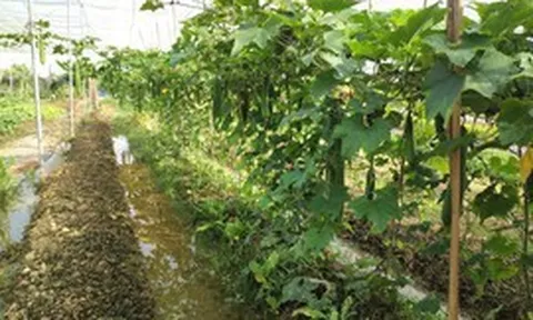 Tăng cường xử lý chất thải, bảo vệ môi trường gắn với sản xuất nông nghiệp