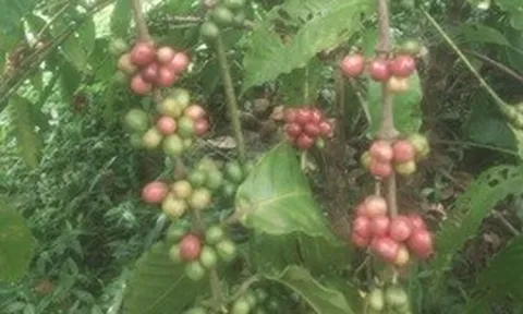 Cà phê Việt: Từ xuất khẩu nguyên liệu đến chinh phục giá trị toàn cầu