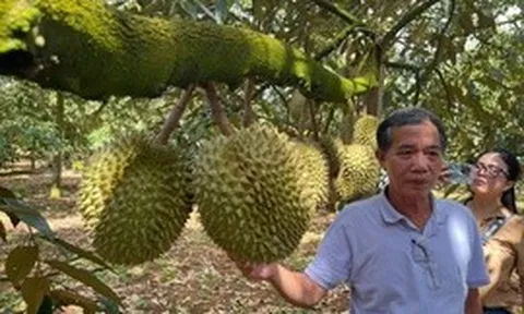 Sầu riêng Đắk Lắk: Sau lễ hội, làm gì để giữ thị trường?