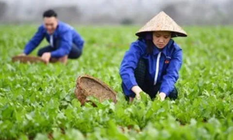 Cơ chế phát triển sản xuất liên kết theo chuỗi giá trị
