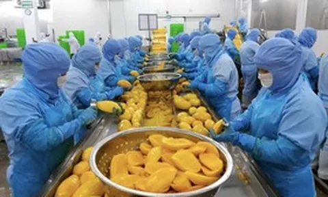 Antesco dự kiến thu 200 tỷ đồng từ cổ đông để “xoay nguồn” trả nợ