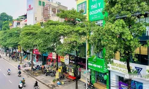 Hà Nội cắt tỉa đồng loạt 992 cây hoa sữa trên 13 tuyến phố