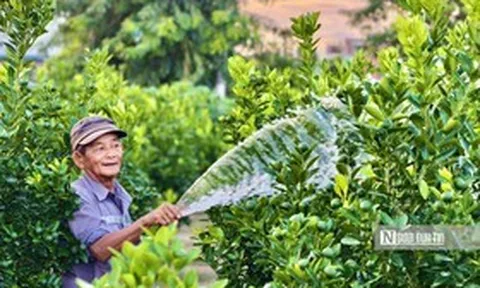 Gần 4 tháng nữa mới đến Tết, quất cảnh Hội An đã được thương lái đặt cọc gần hết
