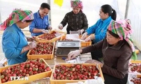 Quy định số 224-QĐ/TW về đảng viên tham gia hoạt động đầu tư kinh doanh