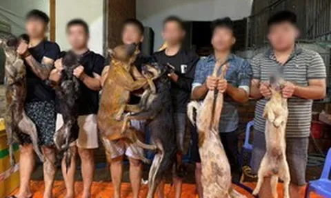 Triệt phá đường dây trộm chó bằng ô tô, tiêu thụ hơn 10 tấn thịt