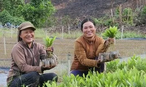 Công bố bản đồ ranh giới rừng: Cơ sở dữ liệu hỗ trợ doanh nghiệp đáp ứng quy định EUDR