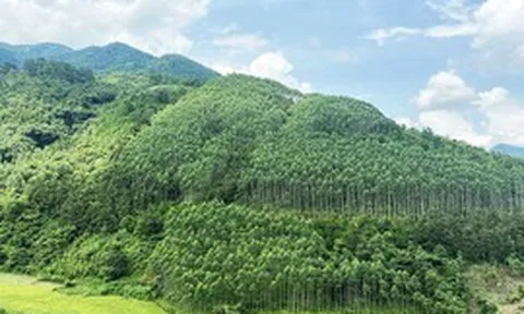 Xây dựng ngành lâm nghiệp đa giá trị, phát triển bền vững