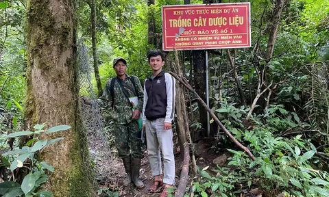 Trộm sâm Ngọc Linh diễn biến phức tạp, giám định tang vật gặp khó