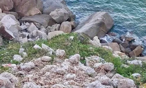 Đổ trộm 3,8 tấn ghẹ chết bốc mùi ra bờ biển, người đàn ông bị xử phạt