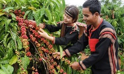 Nông nghiệp Đắk Lắk vượt kịch bản tăng trưởng hai quý liên tiếp