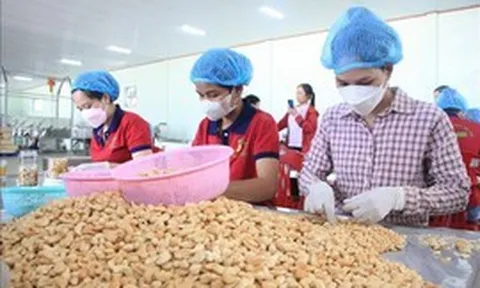 Khơi 'dòng chảy' nguyên liệu và chuỗi giá trị để tạo bứt phá cho ngành điều