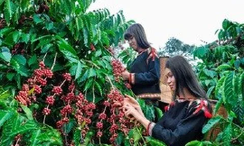 Cà phê Việt chủ động hợp tác, đưa thương hiệu ra thế giới