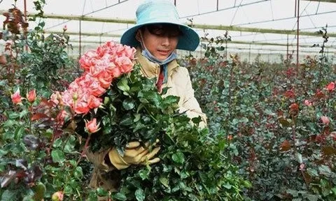 Vì sao giá hoa hồng Đà Lạt tăng đột biến trong dịp Valentine năm nay?