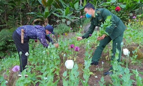 Điện Biên: Phát hiện 2 nương thuốc phiện nằm sâu trong núi