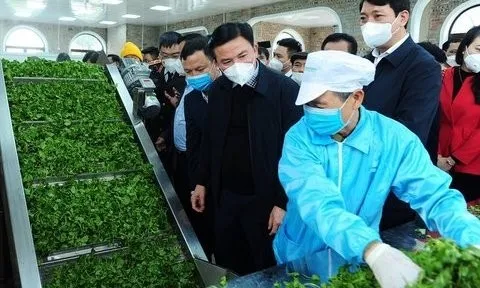 Đưa cây rau má xứ Thanh vươn ra thế giới