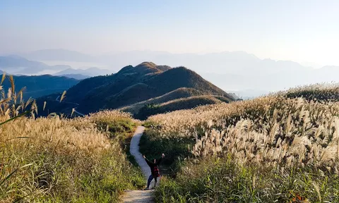 Bình Liêu ‘thiên đường cỏ lau’ ở Quảng Ninh
