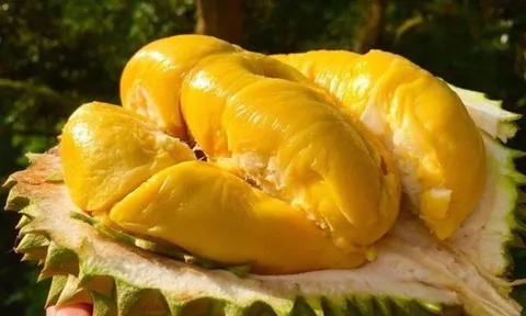Sầu riêng Ri6 'cháy hàng' tại Australia