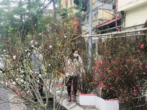 Người Hà Nội thích thú chơi đào nở muộn sau Tết