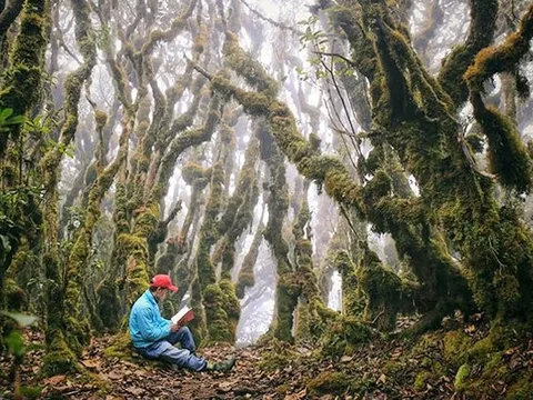 Chinh phục đỉnh Tà Xùa huyện Trạm Tấu mãn nhãn với thiên đường “Mây và Gió”