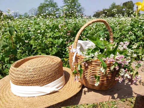 Hoa tam giác mạch nở rộ ngay tại thành phố Cao Bằng