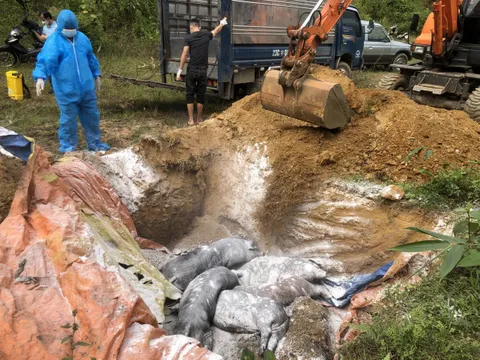 Hà Giang: Xử lý 12 vụ vi phạm kinh doanh lợn và thịt lợn trong đợt cao điểm, tiêu hủy trên 3,3 tấn sản phẩm vi phạm