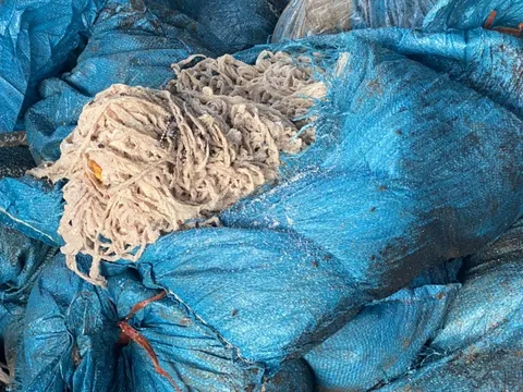 Hải Dương: Tiêu hủy hơn 1.000 kg vỏ lòng non lợn bốc mùi, chảy nước