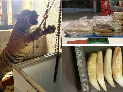 Phá đường dây mua bán hổ để nấu cao